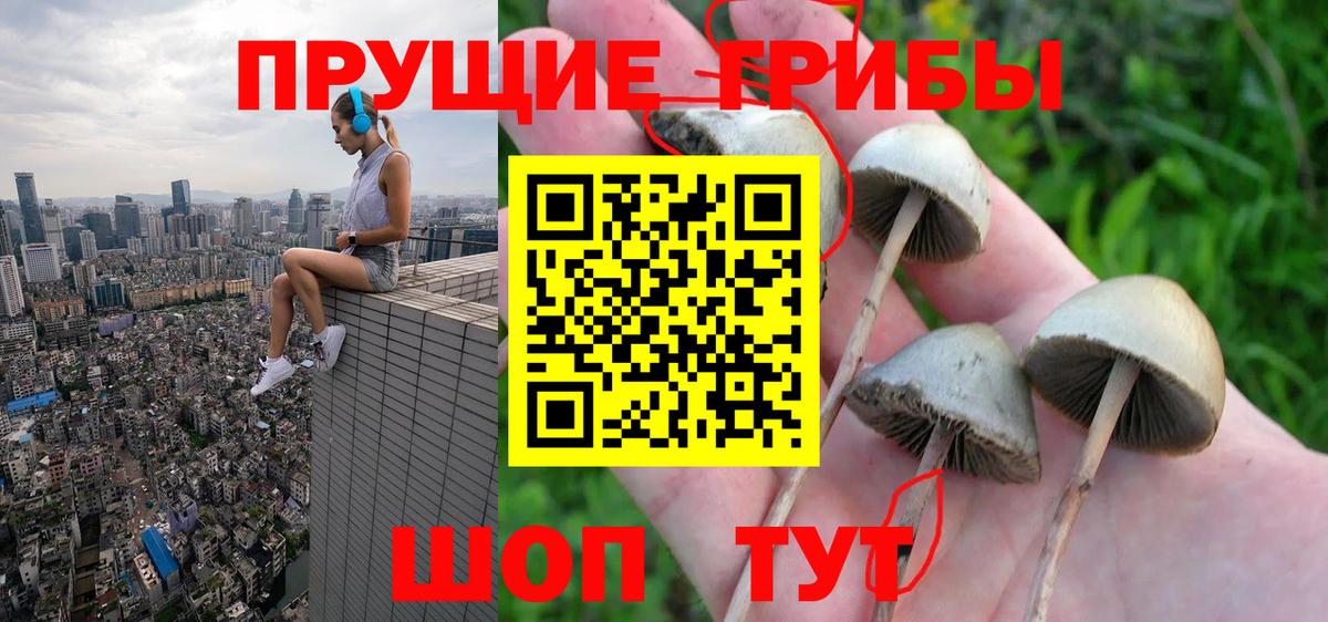 Галлюциногенные грибы Psilocybine cubensis Урус-Мартан